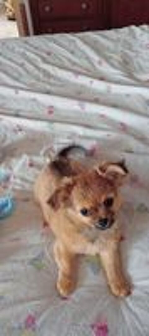   Chihuahua mâle poil long  
