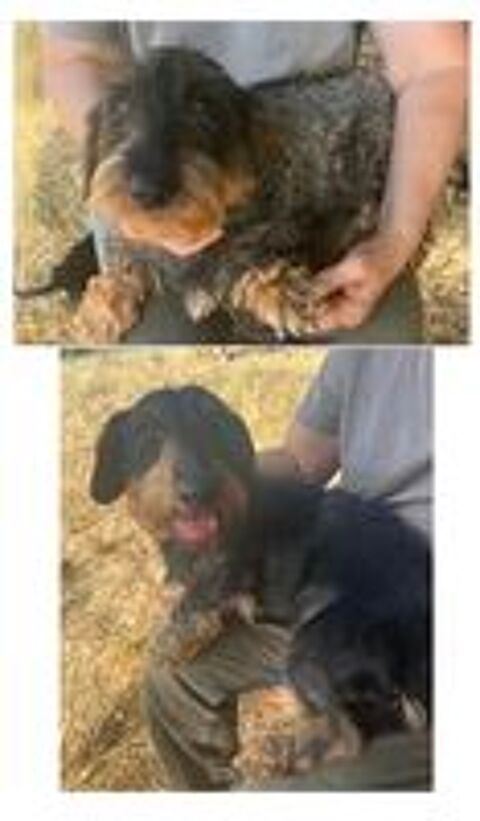   Chiots Teckel poil dur standard  