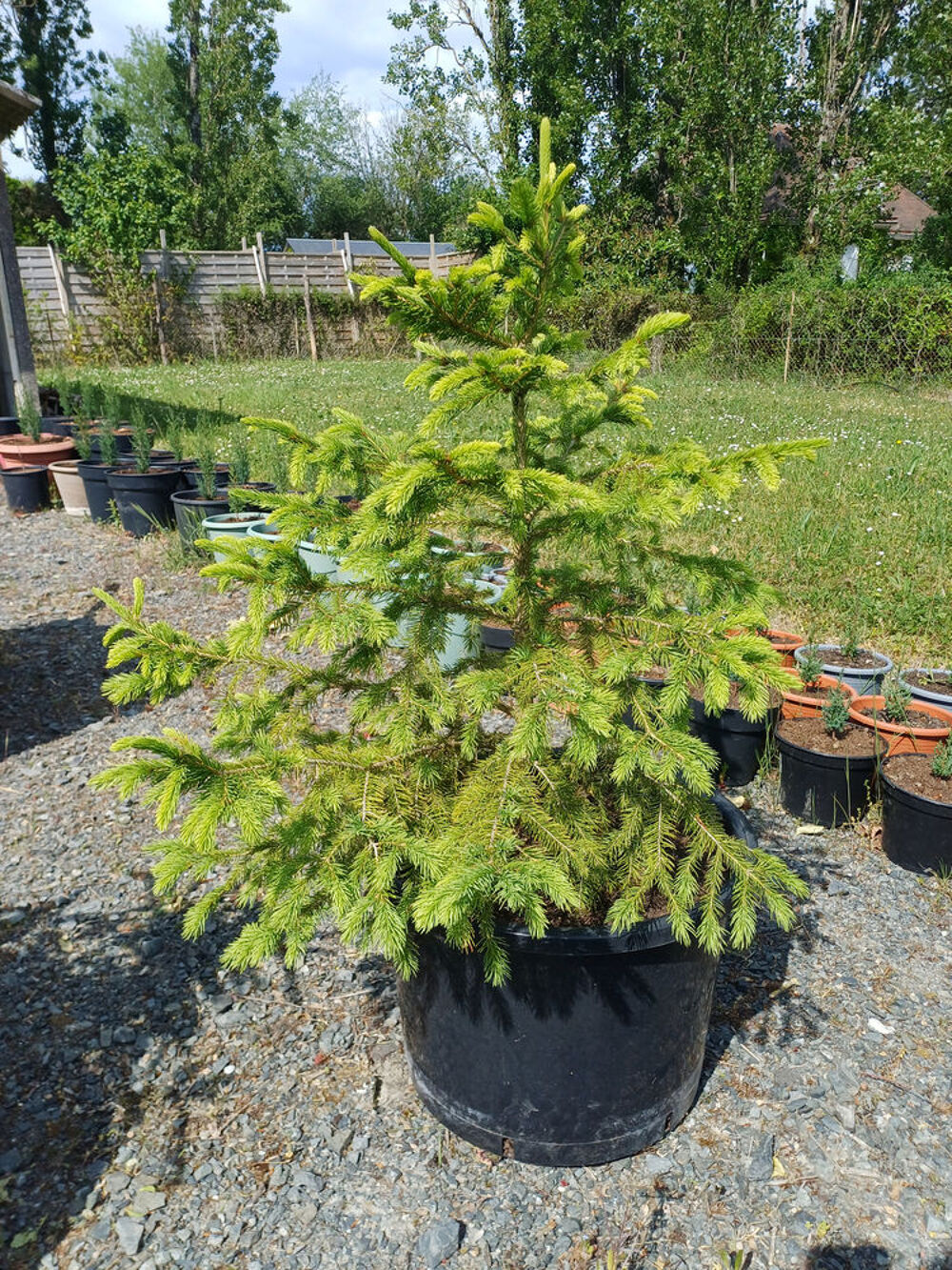 Epic&eacute;a de Norv&egrave;ge en pot Jardin