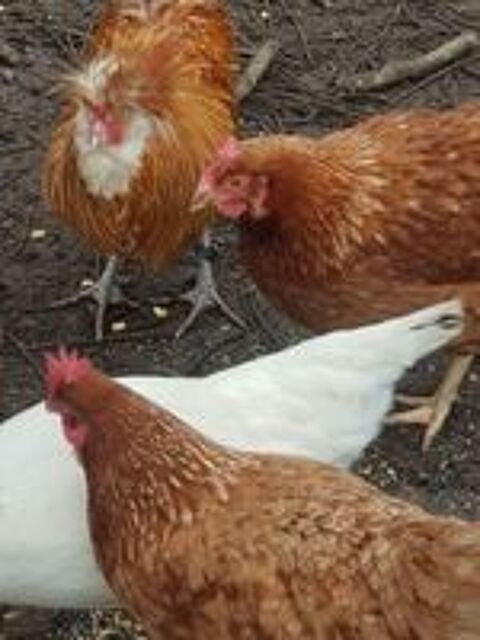   Poules pondeuses rousses 