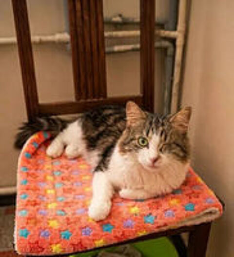   Diva chatte adorable 1 an cherche famille 