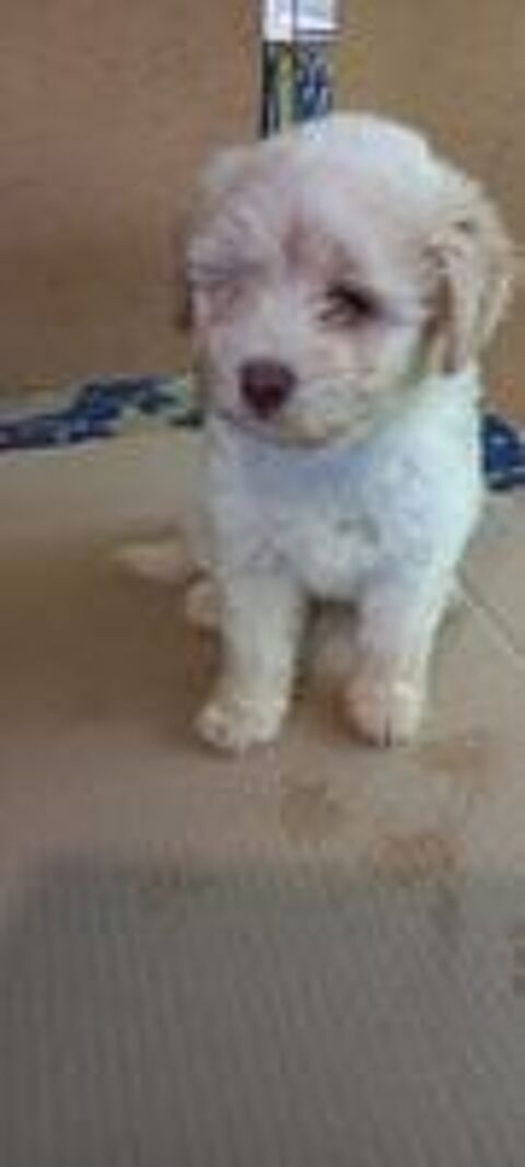   magnifiques bichons 