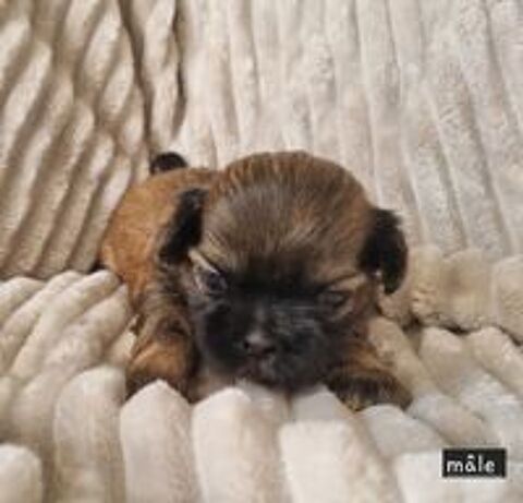   Chiots shih tzu a réserver  