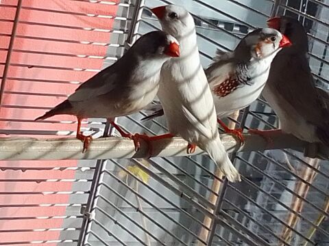 Mandarin 0 76200 Dieppe