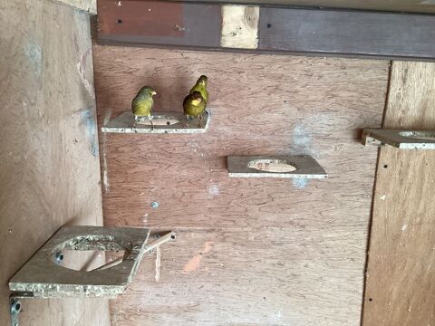 Couple canari 25 33450 Saint-sulpice-et-cameyrac