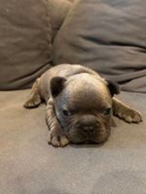   Bouledogue français bleu 