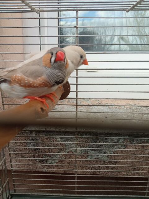 Mandarins 10 44460 F�gr�ac