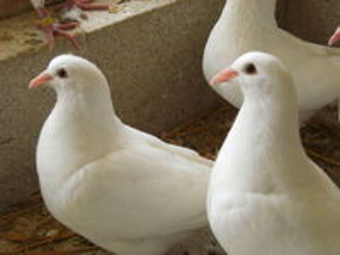   Pigeons reproducteurs hubbell blanc  