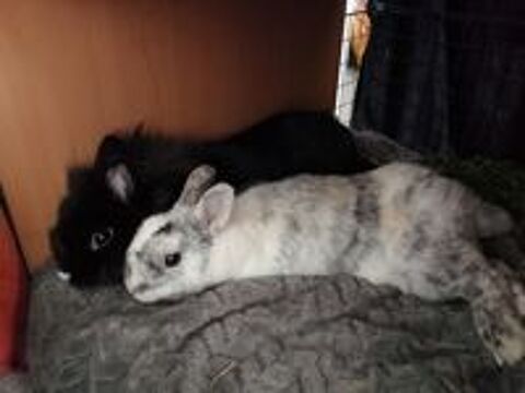   Onyx & Oréo 