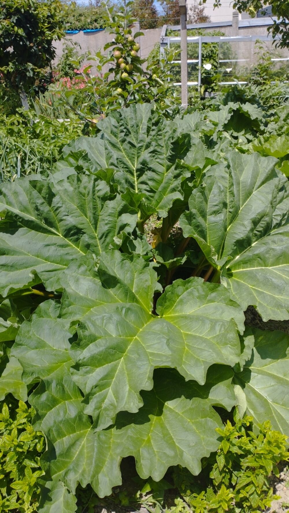Rhubarbe Jardin