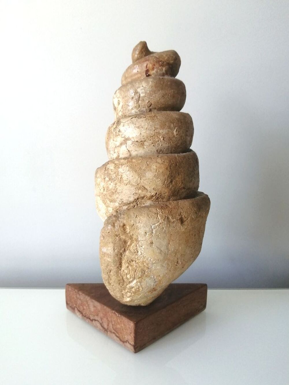 C&eacute;rithe g&eacute;ante, fossile d'escargot - 43 millions d'ann&eacute;es 