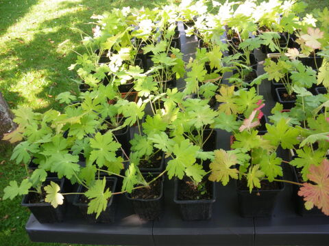 10 godets de Graniums Vivaces roses 3 Elbeuf (76)