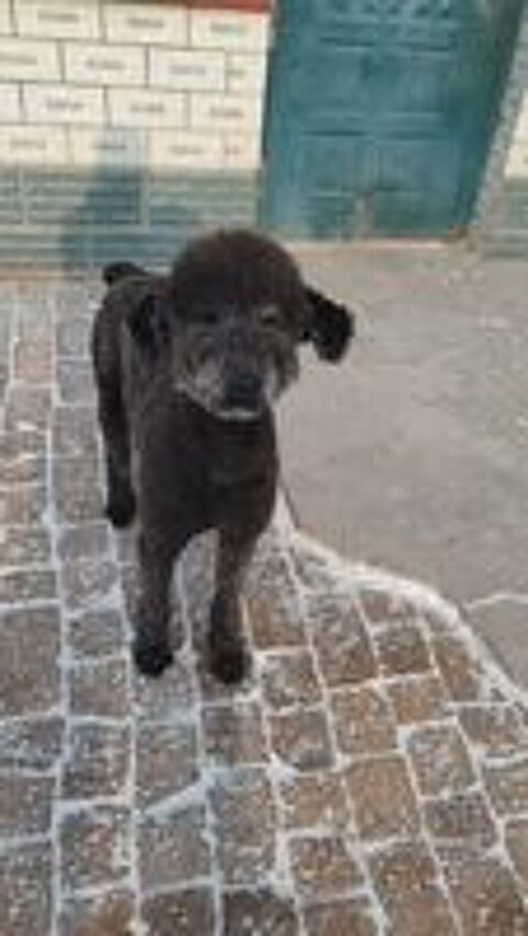   OLIVER SE TROUVE DANS UN REFUGE EN CHINE 