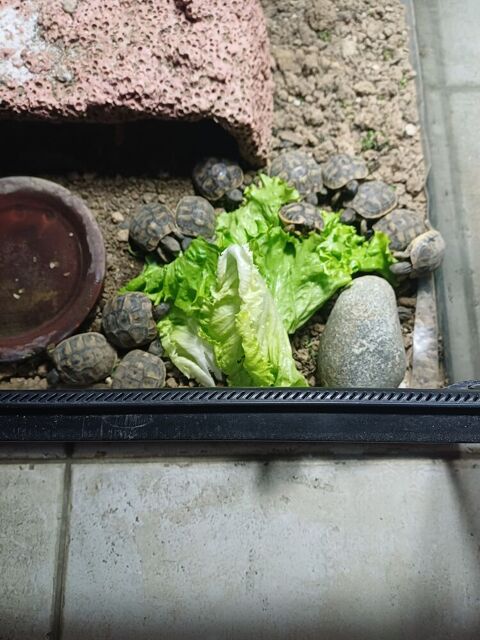 Capacitaire tortues terrestres de l'ann&eacute;e 75 91260 Juvisy-sur-orge