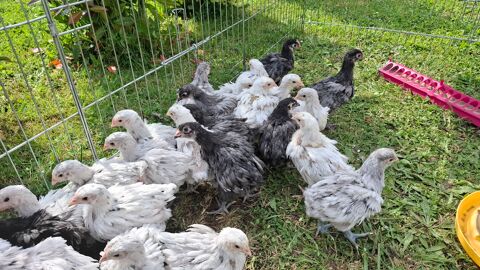 Jeunes poulettes et coquelets Orpington GR 2025 10 42820 Ambierle