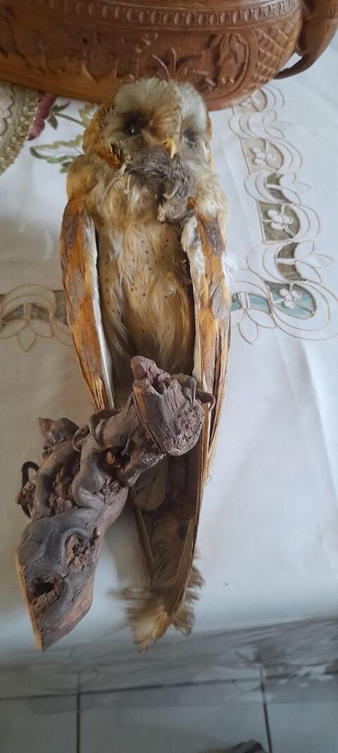 Chouette effraie 30 H�nin-Beaumont (62)