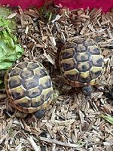   TORTUES JUVENILES 2025 