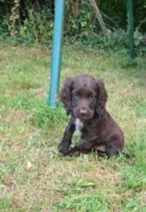   Chiots Wachtelhund  