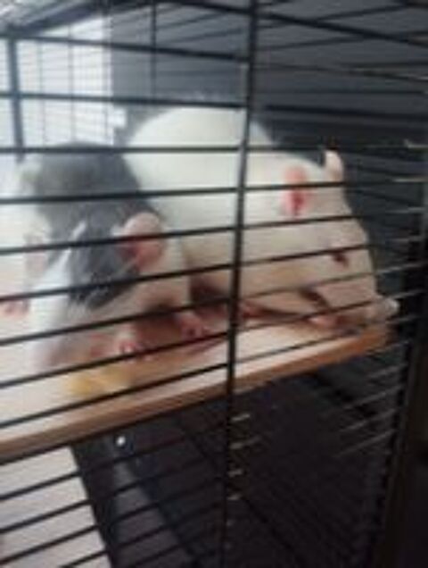   DON DEUX RATS 