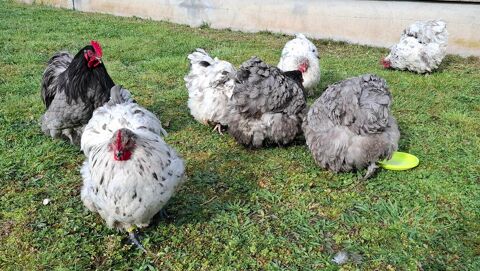 Oeufs f&eacute;cond&eacute;s Orpington GR bleu noir splash 1 42820 Ambierle