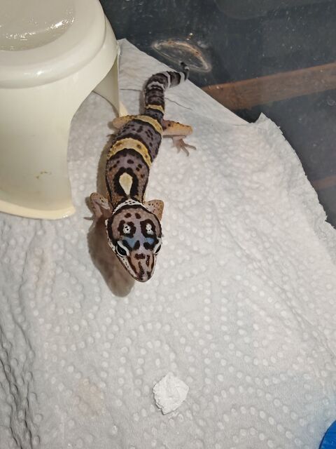 Gecko léopard juvéniles 80 78310 Maurepas