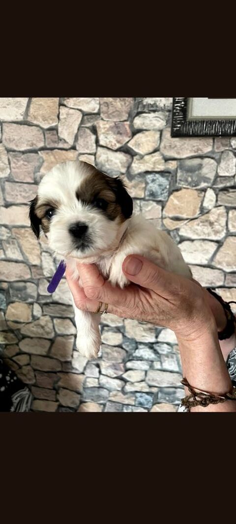 B&eacute;b&eacute;s Shih-tzu,les merveilleux b&eacute;b&eacute;s lion du Tibet 950 62150 Houdain
