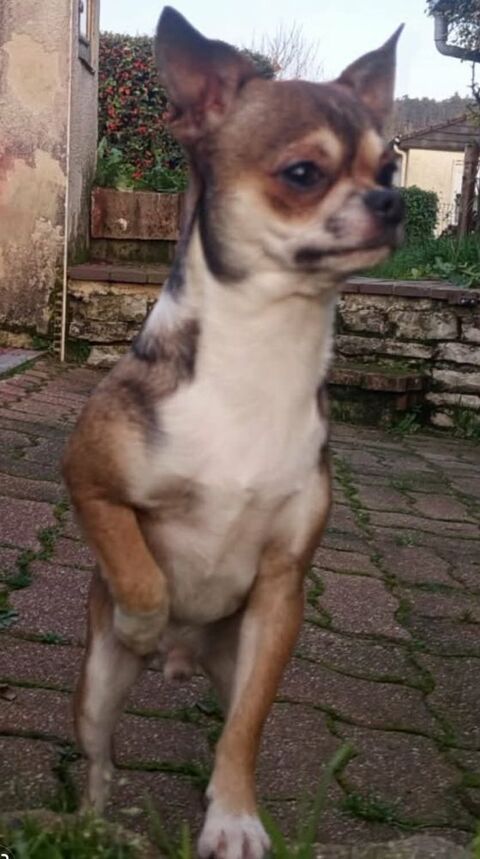 Magnifique petit M&acirc;le Chihuahua LOF 1100 89160 Ancy-le-franc
