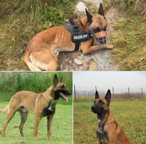 CHIEN PERDU 0 38500 Voiron