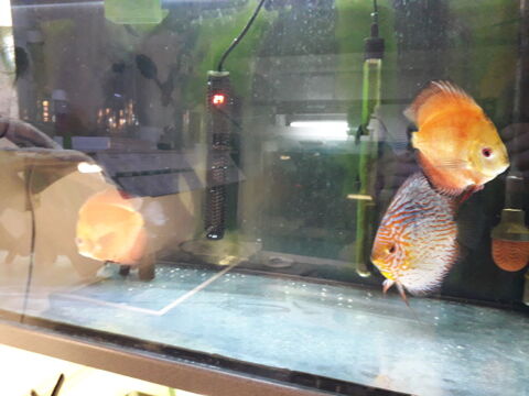 poisson Discus 72400 La fert-bernard