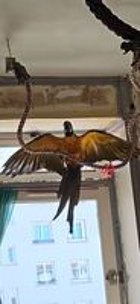   Recherche achat perroquet ara bleu m�l
Pour ma femelle de 3  