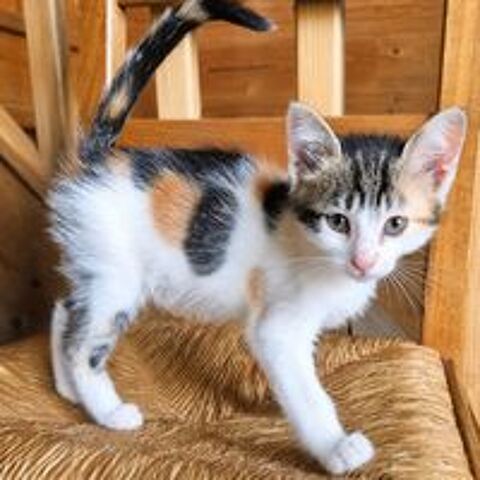   TINA 