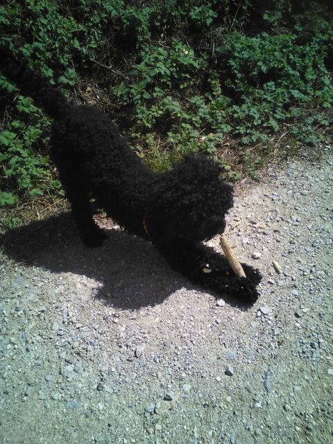 GARDE ANIMAUX 0 19360 Malemort-sur-corr�ze