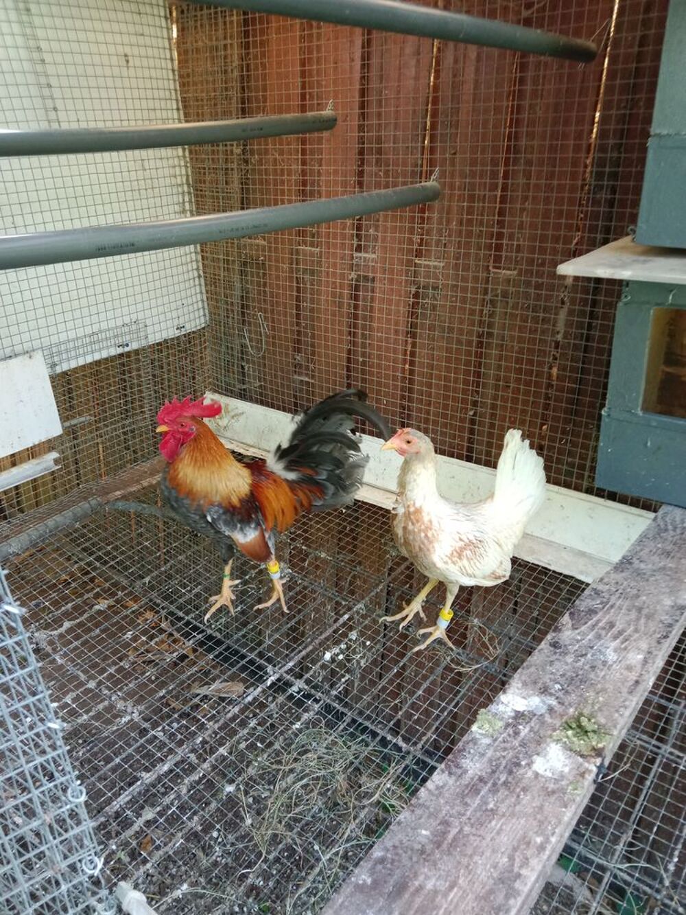   Poule et coq Combattant Espagnol  