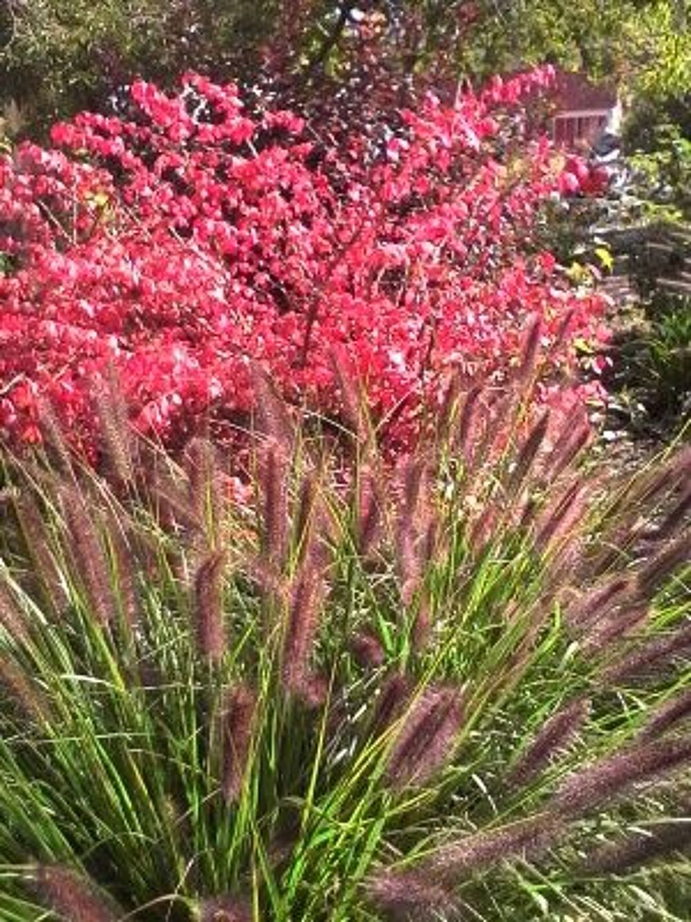 gramin&eacute;es Jardin