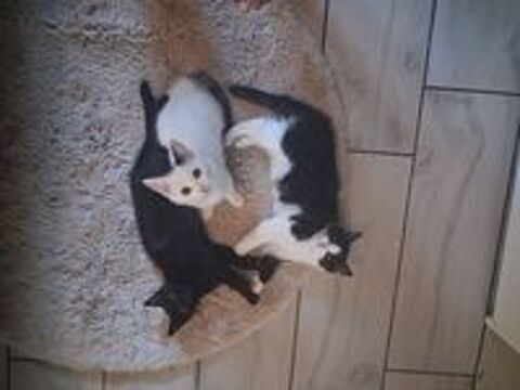   Donne 4 chatons sevrés 4 mois, propre , gentil, aime les enf 