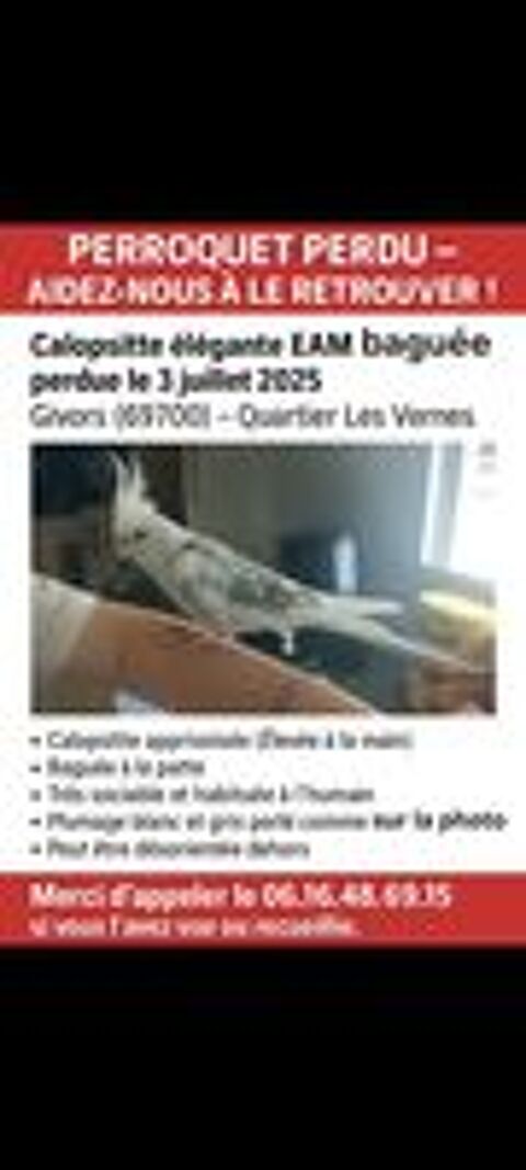   Perdue calopsitte  