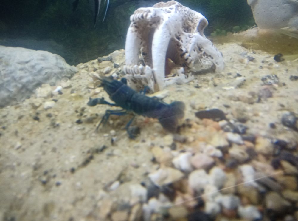   Crevette bleu aquarium  