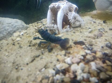 Crevette bleu aquarium 10 62123 Habarcq