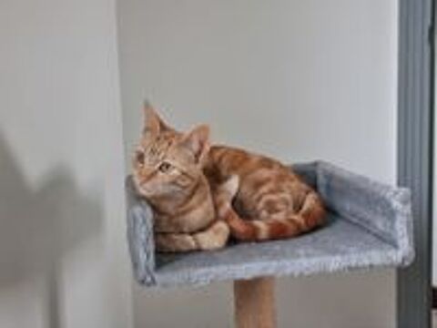   Chaton perdu 