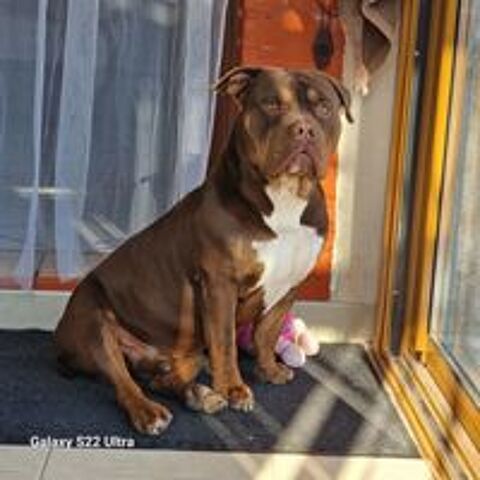   Zeus Américain bully  