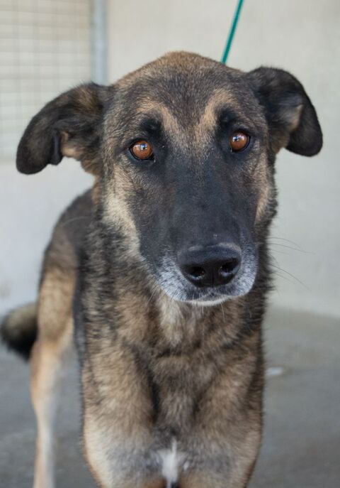 KOVU 350 27620 Gasny