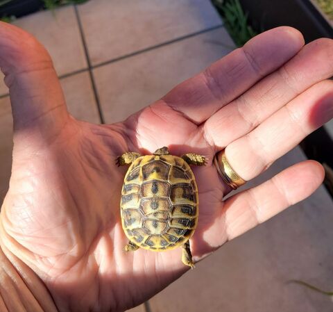 B&eacute;b&eacute; tortue de terre juv&eacute;nile. 50 83260 La crau