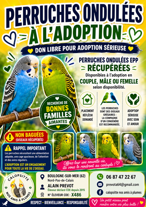 Perruche ondul&eacute;e 0 62200 Boulogne-sur-mer