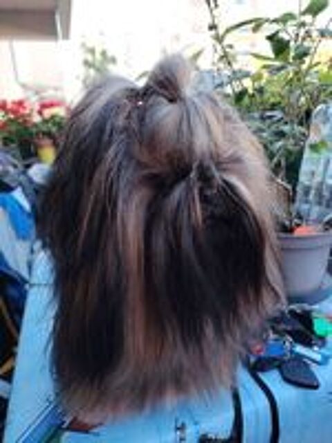   beau mâle de 2 ans lof  