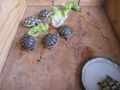  b&eacute;b&eacute;s tortues de terre &agrave; Montpellier 40 34090 Montpellier