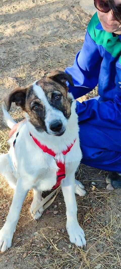 DANY 8mois, chiot amical et affectueux 220 24140 Douville