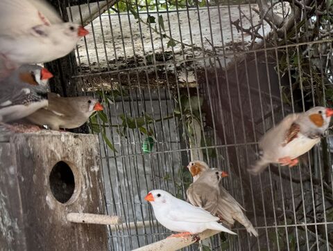 OISEAUX EXOTIQUES 12 71390 Messey-sur-grosne