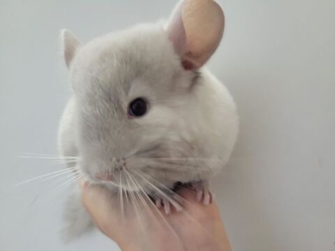 Duo chinchillas bébé chocolat homozygote rare et dark tan 10 93000 Bobigny