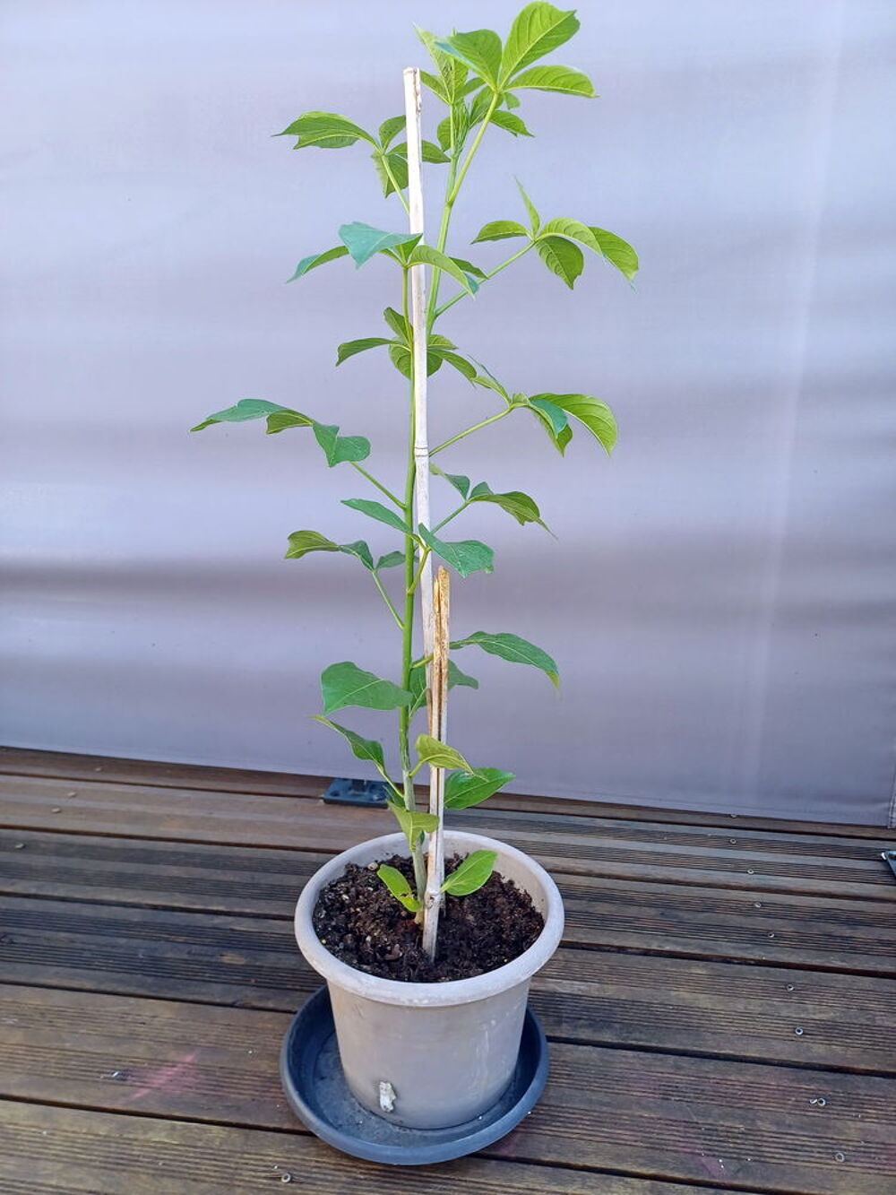 Superbe BAOBAB, hauteur 90cm de haut, en pot Jardin