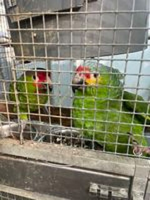   Couple amazone front rouge  